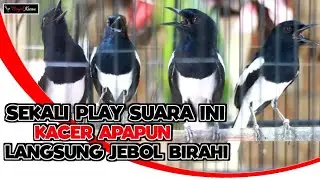 JEBOL BIRAHI KACER APAPUN CUKUP SEKALI PLAY SUARA INI !! GAK PAKE LAMA LANGSUNG GACOR - BONJOL KICAU
