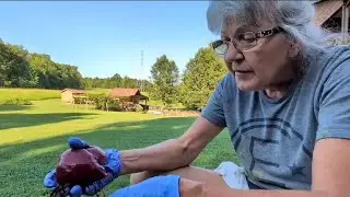 Farm to Table: How to Can Beets 🫜