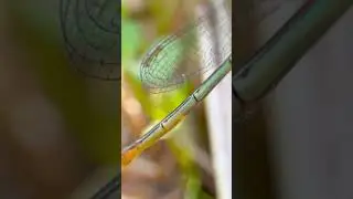 Asia Damselfly #shorts #damselfly #sinakh #insects #wildlife #pets #birds #fish #animals #nature #4k
