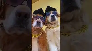 𝐆𝐞𝐝 𝐫𝐞𝐚𝐝𝐲 𝐰𝐢𝐭𝐡 𝐮𝐬😎#yutubeshorts #dog#doglife #cuteflowers #dogloverstagram #views