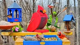 🔴Bird Feeder Cam 24/7 | Peaceful Backyard Birds | Cardinals & Blue Jays