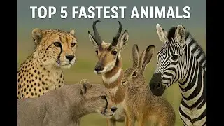 TOP 5 FASTEST ANIMALS IN THE WORLD         #AmazingAnimals #FastAnimals