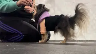 Gracie is practicing nose work while recovering from her surgery