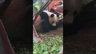 Wild giant panda went down the mountain to the villagers to hide from the rain,  it looked scared