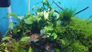 Low tech tank. Chihiros c361. No fertz. No co2.