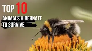 Top 10 Animals That Hibernate To Survive