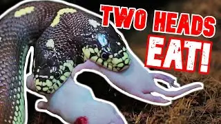 BOTH HEADS EAT!! TWO HEAD SNAKE RARE FEEDING FOOTAGE!! | BRIAN BARCZYK