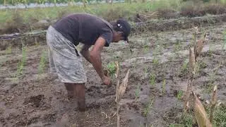 TRADITIONAL FARMERS&rsquo; WAY PLANTING RICE SEEDS STILL USED TODAY!  -Agriculture Farming