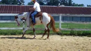 Big Beautiful Paint Gelding-FOR SALE!! Part 1