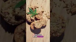 Understanding Leads to Better Cannabis Decisions