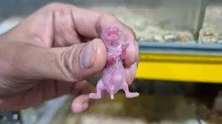 FINALLY THE HARVEST... Hamster Farming Has Lots of Baby Hamsters