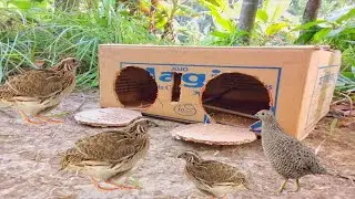 Excellent technique of catching quail birds with cartoon box।