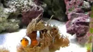 Clownfish hosting a Duncan Coral