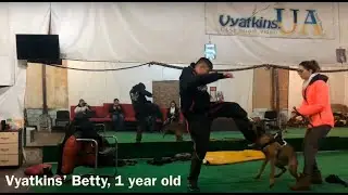 Малинуа Vyatkins&rsquo; Betty - Защитная Собака Компаньон