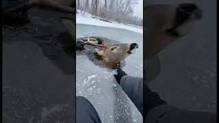 Animals rescue Part 4 Frozen Deer Trapped in Ice 🦌❄️ | Man Breaks Lake Ice to Save Drowning Deer 😢