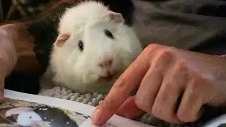 Reading Guinea Pig Magazine With My Piggies!