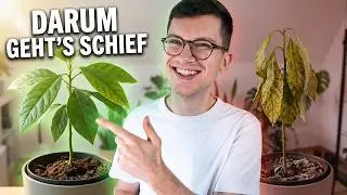 Avocadokern einpflanzen - Vermeide diesen Fehler