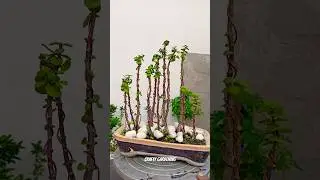 Jade Plant Mini Forest ✨| 🍀 Jade Plant Hacks #shorts #jadeplant #gardening