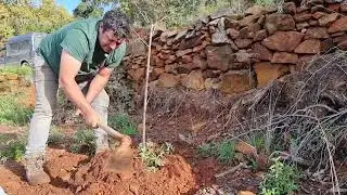 Autóctonos voy a echarle un poco de estiércol a los árboles frutales.