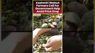 Kashmiri Walnut Farmers Call For Government Help Amid Price Drop #shortsfeed #kashmiri #walnut