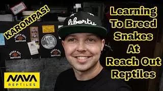 First Karompa Paring Of 2020! | How To Breed Super Dwarf Retics
