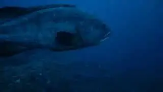 PlongeeO.com - La Gabini&egrave;re, Barracudas et M&eacute;rous