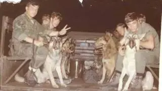Vietnam 1971 Wardogs