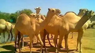Abwaan kayse carab Gabay iyo muuqaal quruxbadan