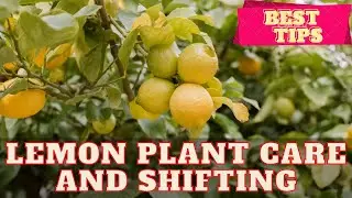 lemon plant care and shifting best tips and techniques.