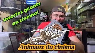 Je te pr&eacute;sente mes ANIMAUX du CIN&Eacute;MA🕷️ Harry Potter, 🕸️Vermines ou 🪳Men in black! Ils sont R&Eacute;ELLES!