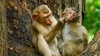 Great! Sister Julie love to grooming to Barry in early morning