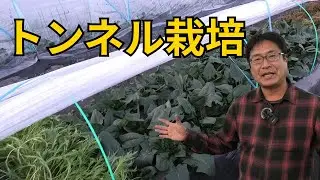 冬のトンネル栽培を見てみた｜春菊・水菜・ほうれん草の今（2026.1.2）