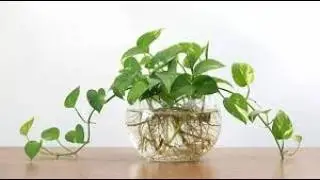 How to grow money plant/lucky bamboo/spider plant/lakshmi kamal in water. In glass bottle.