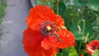 Schwebfliegen auf Mohnblume