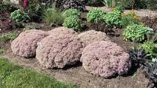 Rock and Grow Pure Joy Sedum