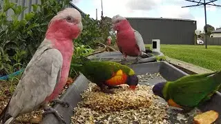 Australian bird feeder cam | 25/12/25  | Wild birds | cat tv | Rainbow Lorikeets | galahs  and more