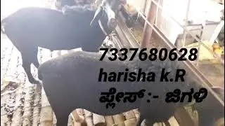 Harisha K.R contact 7337680628 davanageri(DT) harihara(TQ) jigali