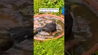 Winter tip: leave fresh water out for birds. Small effort, big impact 🐦❄️💧#birdlovers