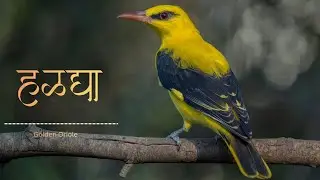 हळद्या पक्ष्याबद्दल माहिती । Indian Golden Oriole | Haladya | Marathi infovideo