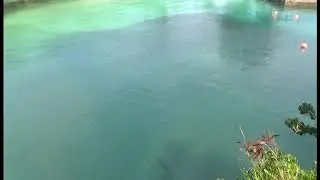 SHARK AT ADMIRALTY 2K19 BERMUDA!!!!