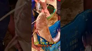 Huge Boal Fish Catch from Ghorautra River 😮🐟 | Giant Boal Fish Catch in Ghorautra River of Nikli ...