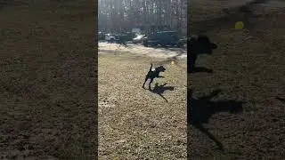 Charlie's reaction when you throw the ball #dogsoftiktok #funny #fetch