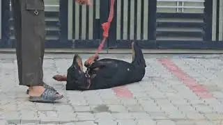 Doberman training // dog training // bhavna pal dog trainer 