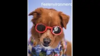 Dog in a red sunglass Feelenvironment