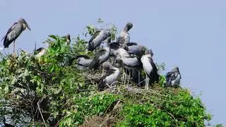 Trees and water plants give shelter and nesting places  Bird Sanctuary  EP221