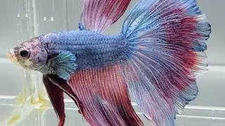 Galaxy Koi Halfmoon Betta Fish HM-1600 | Male Betta Fish | Halfmoon Betta for Sale