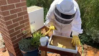 Backyard Bee Hive Inspection from Start to Finish - Melbourne Australia - She's a Keeper Apiary