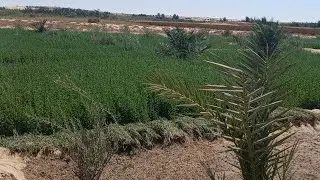 #للبيع 24 فدان في سيوه ومتاح التجزئة بحد أدني نصف المساحه ..للإستفسار/م_جابرهلال 01096285845