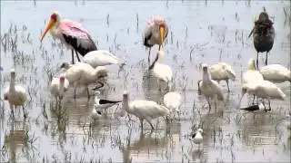 Waders in the iSimangaliso Wetlands Park, St Lucia South Africa