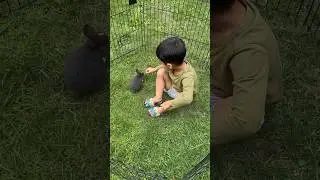 Bunny bunny| 7 weeks old Netherland dwarf rabbit #netherlanddwarfrabbit #shortvideo #shorts